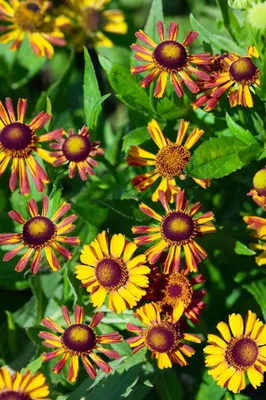 Produktbild von Helenium x cult.'Loysder Wieck', Sonnenbraut, orange-rot, ca. 9x9 cm Topf