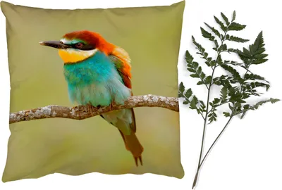 Produktbild von MuchoWow® Zierkissen Sofakissen Wohnzimmer Dekokissen 40x40 cm Vogel - Bienenfresser - Tiere - Foto Kissen - Schlafzimmer Dekoration