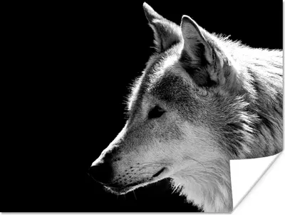 Produktbild von MuchoWow® Poster Wildlife - Wolf - Schwarz - Weiß 160x120 cm - Foto Plakat