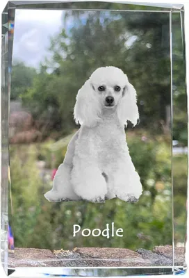 Produktbild von Pudel - Kristall mit einem Hundebild, Bild im Glas, moderne Ausstellung des Art-Dog-Bildes.
