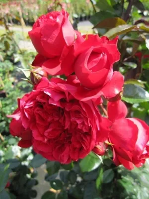 Produktbild von Kletterrose Florentina® - Rosa Forentina® - rot - Kordes-Rose