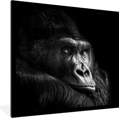 Produktbild von MuchoWow® Gerahmtes Poster Gorilla - Affe - Schwarz - Weiß - Porträt 40x40 cm - Poster mit Schwarzem Bilderrahmen Wandposter Rahmen Foto Bilder - Mit Rahmen - Wanddekoration Schlafzimmer