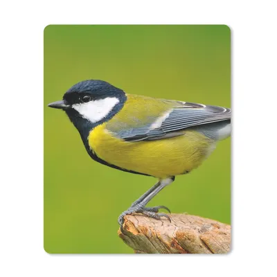 Produktbild von MuchoWow® Mauspad Mousepad Vogel - Kohlmeise - Tiere - Grün 30x40 cm - Mousepads - Maus Mat - Pad - Mausunterlage - Mausmatten