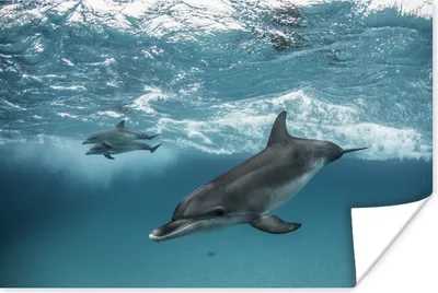 Produktbild von MuchoWow® Poster Delfin - Wasser - Meer 60x40 cm - Schlafzimmerdekoration
