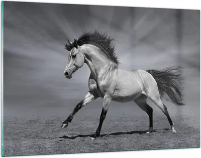 Produktbild von Bilder auf glas - Pferd Tier Natur - 120x80cm - Glasbilder - Wandbilder - Kunstdruck - zum Aufhängen bereit - Wanddekoration aus Glas - Glas Bilder - Wandbild auf Glas - Einteilig - GAA120x80-3608