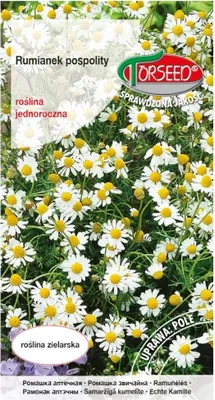 Produktbild von Kamille Samen, Matricaria chamomilla 0.5 g - Torseed