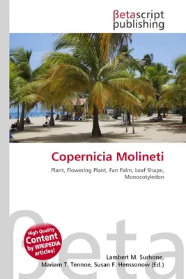 Produktbild von Copernicia Molineti