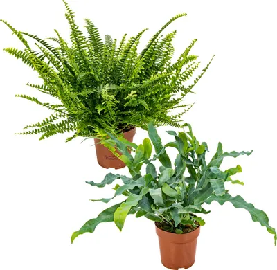Image de Bloomique - Lot de 2 Fougères - Nephrolepis Green Lady & Phlebodium Blue Star - Dépolluantes - Sans danger pour les animaux - Hauteur 20-30 cm - Pot 12 cm
