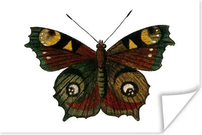Produktbild von MuchoWow® Poster Schmetterling - Pfau - Insekten 90x60 cm - Schlafzimmer