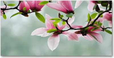 Produktbild von Tulup Glas-Bild -140x70- Wandkunst Dekorative Wand für Küche & Wohnzimmer - Blumen & Pflanzen - Magnolie - Rosa