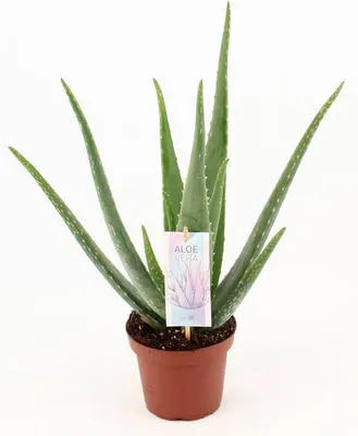 Obrázek produktu pro Aloe vera – pravá aloe – pokojová rostlina 45 cm – Ø 14 cm – sukulentní léčivá rostlina s masitými listy