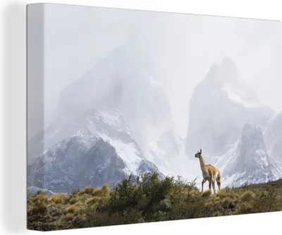 Produktbild von OneMillionCanvasses® - Leinwandbilder - 150x100 cm, Lama - Schnee - Berge, Wandbilder Kunstdruck Wanddekoration