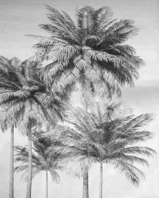 Produktbild von Komar Fototapete Palmen Schwarz-Weiß - 611621 - 200 x 250 cm