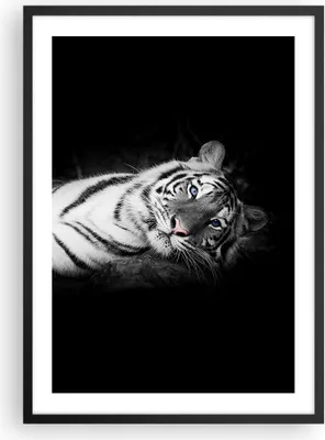 Produktbild von Gerahmtes Poster - Schwarzer Rahmen - Weiß Tiger Schwarz und Weiß - 50x70 cm - Wand Bild - Wanddeko - Wandbilder - Wandposter - Bilderrahmen - Bilder - Kunstdruck - Wandbild - P2BPA50x70-4247