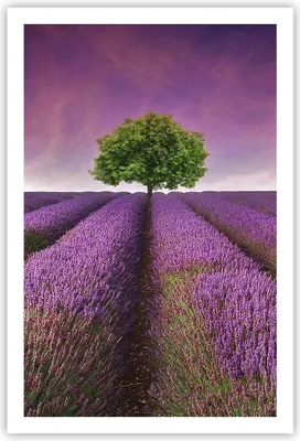 Produktbild von Poster - Poster ohne Rahmen - Wiese lavenda Sommer Landschaft - 61x91,5 cm - Wand Bild - Wanddeko - Wandbilder - Kunstposter - Wandposter - Bilder - Kunstdruck - Wandbild - P2XPA61x91-2605