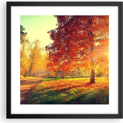 Produktbild von Gerahmtes Poster - Schwarzer Rahmen - Park Herbst Baum - 40x40 cm - Wand Bild - Wanddeko - Wandbilder - Kunstposter - Wandposter - Bilderrahmen - Bilder - Kunstdruck - Wandbild - P2BAC40x40-3654