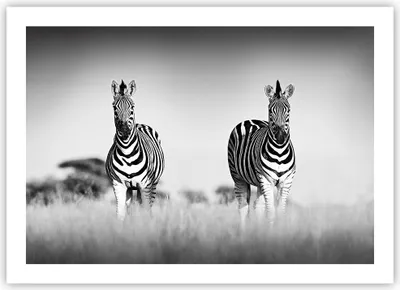 Produktbild von Poster - Poster ohne Rahmen - Zebras Fotografie Schwarzweiß - 70x50 cm - Wand Bild - Wanddeko - Wandbilder - Kunstposter - Wandposter - Bilder - Kunstdruck - Wanddekoration - P2XAA70x50-4476