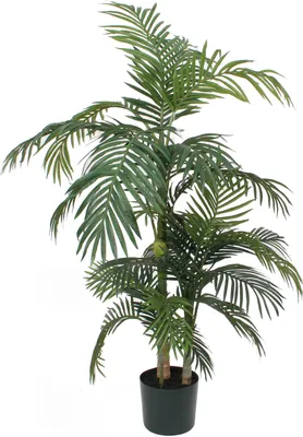 Produktbild von Palme Areca Golden Cane, 150 cm - Grün