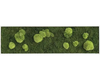 Produktbild von Moosbild Wald & Kugelmoos 140x40 cm