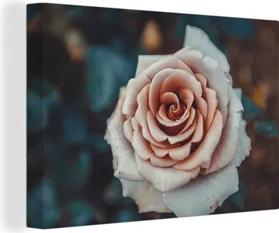 Obrázek produktu pro OneMillionCanvasses® Malba na plátně Nástěnná malba na plátně - Květina - bílá - růžová - 150x100cm