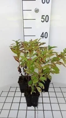 Obrázok produktu pre 6 x Phlox (p) 'Blue Boy' - Plamienok - Kvetináč 9 x 9 cm