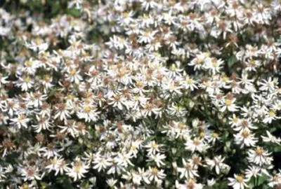 Produktbild von 6 x Aster divaricatus - Herbstaster - Topf 9 x 9 cm