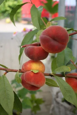 Produktbild von Säulenobst Spalier Obst Bäume Kirsche Birne Apfel Pflaume Pfirsich Zwetschge, Säulenobst Varianten:Pfirsich Säule