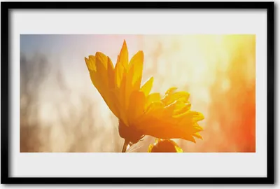 Produktbild von Bild 60x40 MDF-Rahmen Wandkunst Sonnenblume