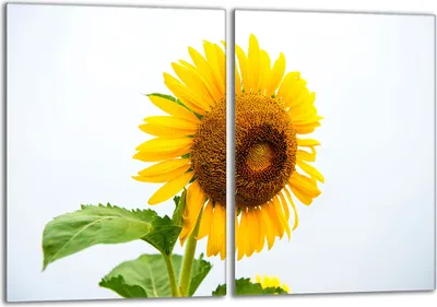 Produktbild von Glasschutzplatte für den Herd 2x40x52 Flower