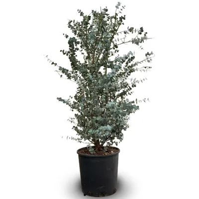 Image de Eucalyptus gunnii - arbuste persistant - ↕95-105 cm - ⌀ 25 cm - plante d'extérieur