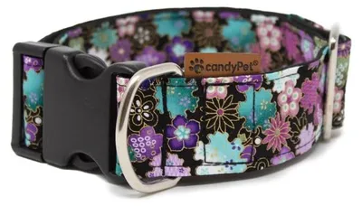 Image de Collier pour chien candyPet Click, modèle Liberty
