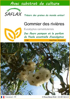 Image de SAFLAX  - Gommier des rivières - 200 graines - Avec substrat - Eucalyptus
