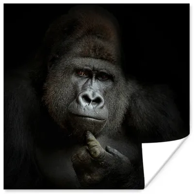 Produktbild von MuchoWow® Poster Gorilla - Affe - Tiere - Schwarz und weiß 50x50 cm - Wohnzimmerdekoration