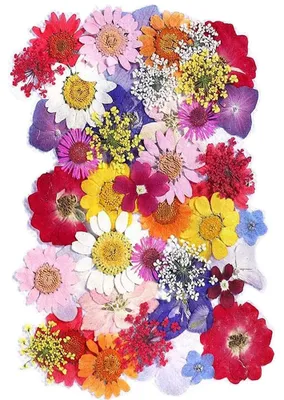 42 gepresste Trockenblumen, gelb, für DIY, Harz, Nagelkunst, 13x18 cm