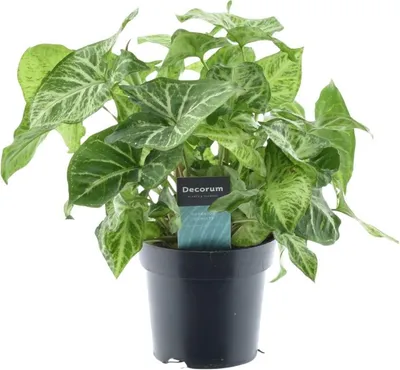 Produktbild von Syngonium Arrow Feel Green Ø14cm Pfeilblatt Zimmerpflanze 25cm Pflegeleicht