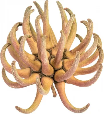 Produktbild von Spidergum Klaue 6-8cm | Eucalyptus Lehmannii