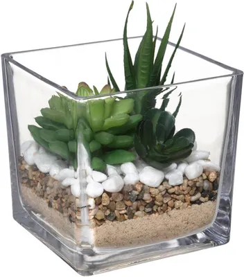 Produktbild von Zusammensetzung der rippenpflanzen glastopf h12cm  - Atmosphera créateur d'intérieur