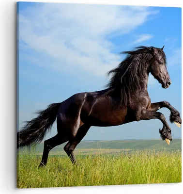 Produktbild von Bild auf Leinwand - Leinwandbild - Schwarzes Pferd Pferd Galopp - 50x50cm - Wand Bild - Wanddeko - Leinwanddruck - Bilder - Kunstdruck - Wanddekoration - Leinwand bilder - Wandkunst - AC50x50-0495