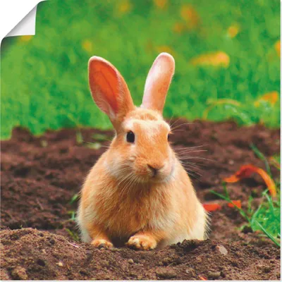Produktbild von ARTland Poster Glückliches Zwergkaninchen Größe: 50x50 cm