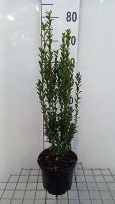 Immagine prodotto di Ilex cren. 'Fastigiata' - Stechpalme giapponese 40- 60 cm - Contenitore