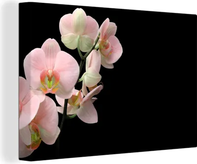 Zdjęcie produktu dla OneMillionCanvasses® - Obraz na płótnie - Obraz na płótnie na ścianę na płótnie - Orchidea - Kwiaty - Różowy - Martwa natura - Flora - 150x100cm -