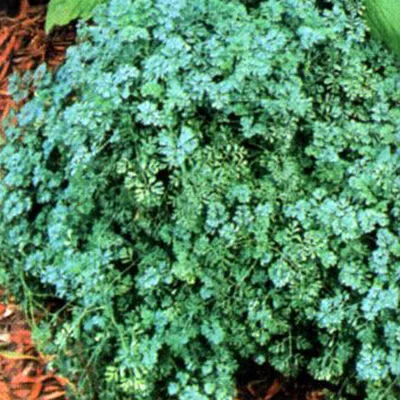 Produktbild von 6 x Weinraute  - Ruta graveolens 'Jackman's Blue'  | Topf 9cm x 9cm