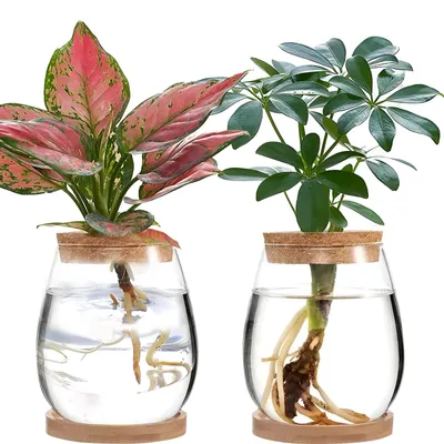Produktbild von Omgoods – 2 Stück Glas-Terrarien für die Pflanzenvermehrung
