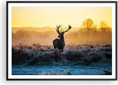 Produktbild von Gerahmtes Poster - Schwarzer Rahmen - Feld Nebel Natur Baum - 100x70 cm - Wand Bild - Wanddeko - Wandbilder - Wandposter - Bilderrahmen - Bilder - Kunstdruck - Wandbild - P2BAA100x70-2428