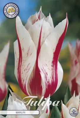 Artikelbild 2 von 'Tulpe Marilyn (7 Stück)' aus der Kategorie Tulpenzwiebeln