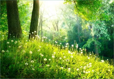 Produktbild von Wallario Fototapete Vliestapete, seidenmatte Oberfläche, einfache Verarbeitung, Größe 200 x 140 cm, Motiv Pusteblumen im Wald mit einfallenden Sonnenstrahlen
