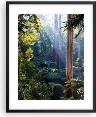 Produktbild von Gerahmtes Poster - Schwarzer Rahmen - Morgendämmerung Bäume Wald - 40x50 cm - Wand Bild - Wanddeko - Wandbilder - Kunstposter - Wandposter - Bilderrahmen - Bilder - Kunstdruck - P2BPA40x50-4403
