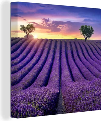 Produktbild von OneMillionCanvasses® - Leinwandbilder - Bild auf Leinwand Wandbild Leinwandbild Lavendel - Hügel - Sonnenuntergang - Bpmen - Lila, 90x90 cm, Kunstdruck Wandkunst Gemälde auf Holzrahmen - Malereien - Wandschmuckes