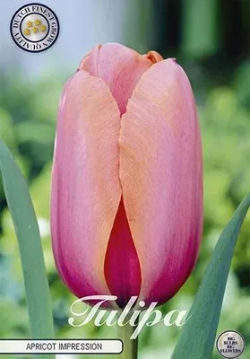Artikelbild 2 von 'Tulpe Apricot Impression (10 Stück)' aus der Kategorie Darwin-Hybrid-Tulpen