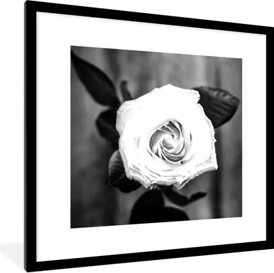 Produktbild von MuchoWow® Gerahmtes Poster Rose - Blumen - Blätter - Schwarz - Weiß 40x40 cm - Poster mit Schwarzem Bilderrahmen Wandposter Rahmen Foto Bilder - Poster - Plakat im Rahmen